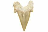 Fossil Shark Tooth (Otodus) - Morocco #226902-1